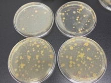 公共用品用具微生物检测