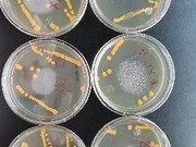 抑菌/抗菌/消毒效果检测