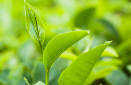 植物酶活检测 氧化还原酶酶活测定 抗坏血酸氧化酶（AO）活性测定