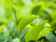 糖组分检测 甘露糖含量测定 植物样本