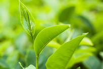糖组分检测 甘露糖含量测定 植物样本