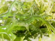 糖组分检测 海藻糖含量测定 植物样本
