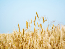 谷物中淀粉含量的测定