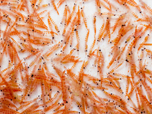 磷虾油 磷脂酰丝氨酸检测