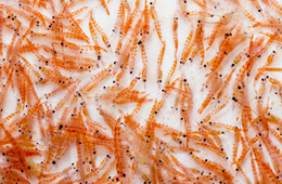 磷虾油 磷脂酰乙醇胺PE检测