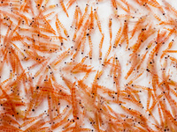 磷虾油 溶血磷脂酰胆碱LPC检测