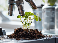 植物、提取物、肥料样本芸苔素内酯检测