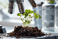 植物、提取物、肥料样本芸苔素内酯检测