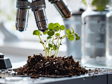 植物、提取物、肥料样本芸苔素内酯检测