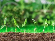 植物、提取物、肥料样本14-羟基芸苔素甾醇检测
