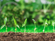 植物、提取物、肥料样本14-羟基芸苔素甾醇检测