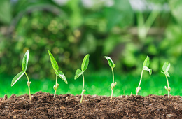 植物、提取物、肥料样本14-羟基芸苔素甾醇检测