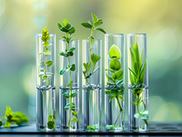 植物及提取物金线莲苷含量测定