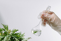 植物矢车菊素-3-半乳糖苷检测
