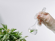 植物天麻素含量测定
