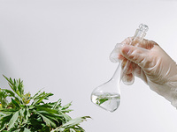 植物样本原花青素含量测定