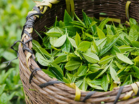 茶叶茶多酚含量测定