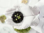 土壤氨基甘露糖含量测定