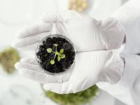 土壤氨基甘露糖含量测定