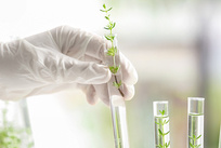 植物提取液汉防己甲素含量测定