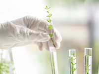 植物组织中游离氨基酸总量检测