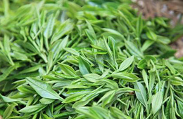 含茶制品和代用茶检测