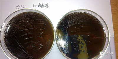 月饼检验微生物培养
