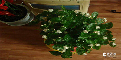 植物治理室内甲醛