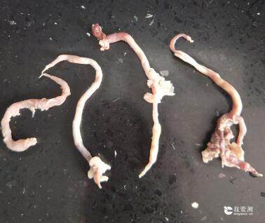 科仪阳光检测,第三方检测猪排骨刚下锅发现5厘米长“蛔虫”？