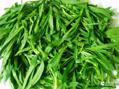 春夏之交关于野菜的食用提示