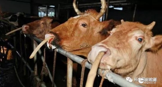 “注水牛肉”触目惊心，该如何鉴别？瘦肉精快速检测
