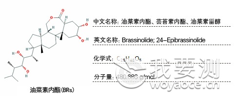 BRs-pic.jpg