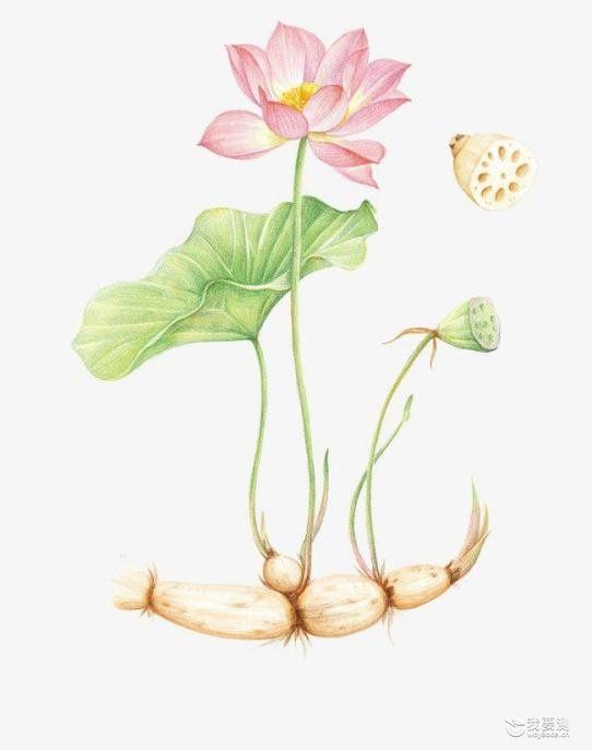 药食同源——莲子篇
