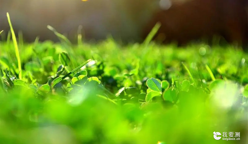 植物检测，一站式高效分析检测服务