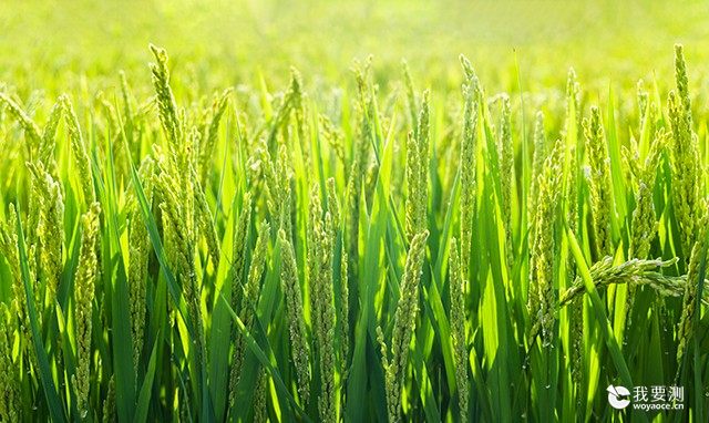 植物三素检测：水稻苗细胞壁组分分析与抗逆性研究