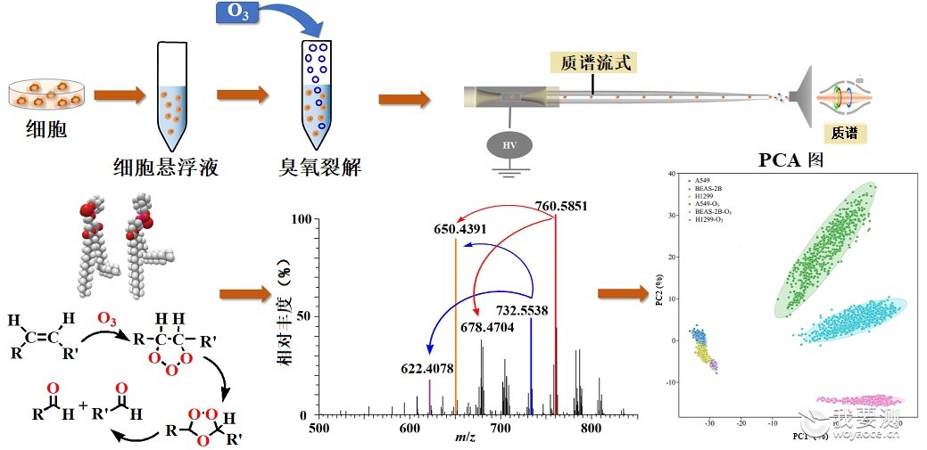 中广测研究团队基于臭氧诱导解离联合质谱流式技术构建单细胞脂质组学分析新平台
